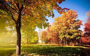 Park During Early Fall Wallpaper