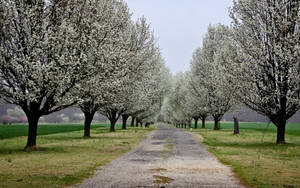 Park Gray Pear Trees Wallpaper