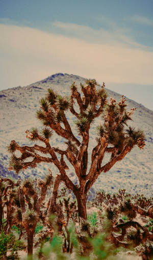 Park Joshua Tree Wallpaper