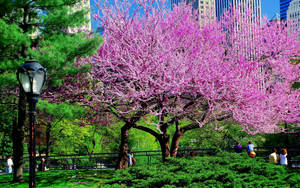 Park Judas Trees Wallpaper