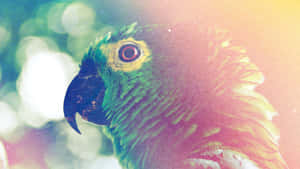 Parrot Light Flare Wallpaper