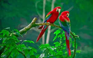 Parrots Love Birds Wallpaper