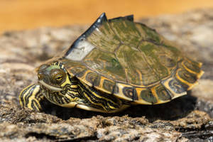 Pascagoula Map Turtle With Pointy Shell Wallpaper