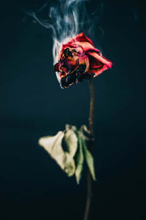 Passionate And Flaming Rose Wallpaper