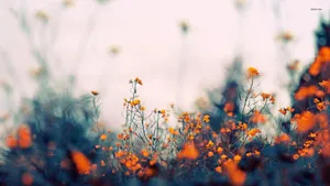 Pastel Orange Aesthetic California Poppy Wallpaper