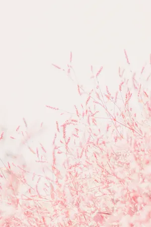 Pastel Peach Flower Whitre Background Aesthetic Wallpaper