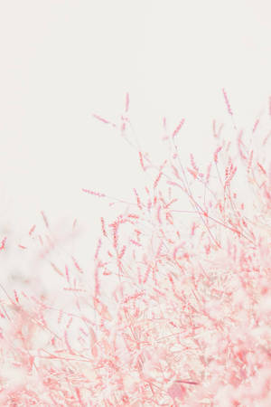 Pastel Phone Small Pink Flowers Wallpaper