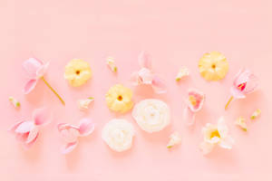 Pastel Pink Flower Flat Lay Wallpaper