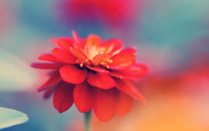 Pastel Red Macro Flower Wallpaper