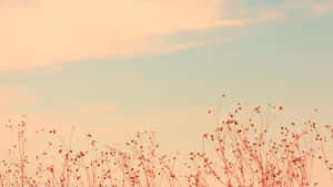 Pastel Skyand Dry Plants Wallpaper