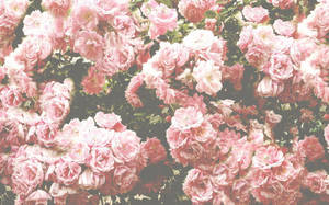 Pastel Vintage Photograph With Selective Focus Wallpaper