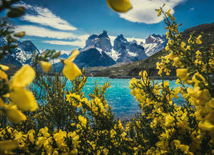 Patagonia View With Yellow Flowers Wallpaper