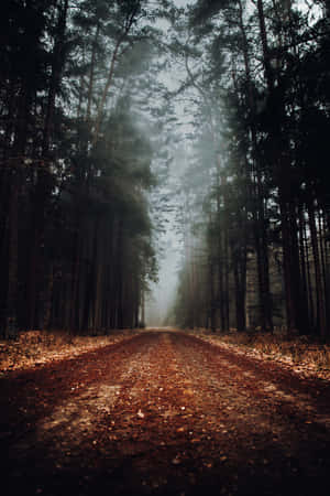 Path In A Misty Forest Wallpaper