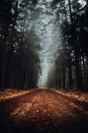 Path In A Misty Forest Wallpaper