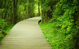 Path In The Greenery Wallpaper