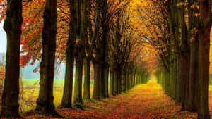 Path In The Midst Of Autumn Trees Wallpaper