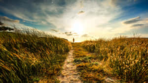 Path Through The Field Wallpaper