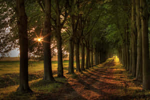 Path Under Trees On Sunrise Wallpaper