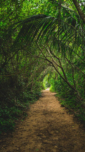 Pathway Jungle Iphone Wallpaper