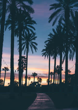 Paveway Sunset With Palm Tree Wallpaper