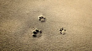 Paw Prints Marking Path On A Sandy Shore Wallpaper