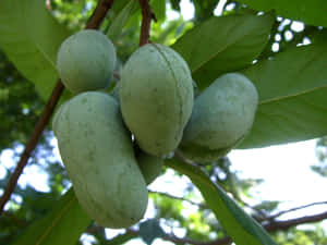 Pawpaw Fruit Clusteron Tree.jpg Wallpaper