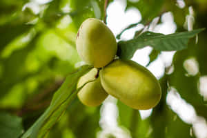 Pawpaw Fruit Clusteron Tree Wallpaper