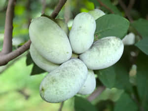 Pawpaw Fruit Clusteron Tree Wallpaper