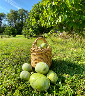 Pawpaw Fruit Harvest Sunny Orchard Wallpaper