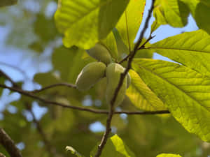 Pawpaw Fruiton Tree Wallpaper