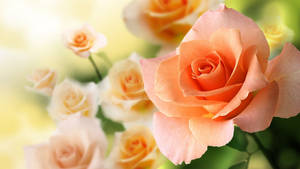 Peach Roses In Full Bloom Wallpaper