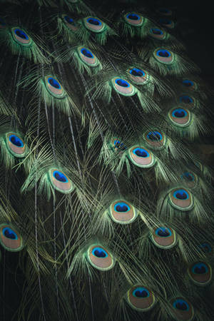 Peacock Feathers Display On Iphone 11 Pro Wallpaper