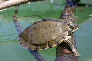 Pearl River Map Turtle Resting Peacefully Wallpaper