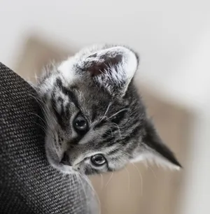 Peeking Cute Cat Pfp Wallpaper