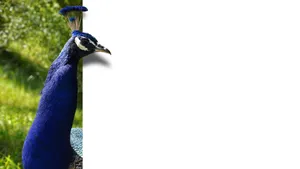 Peeking Peacock Wallpaper