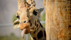 Peeking Young Giraffe Wallpaper