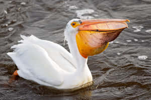 Pelican Catching Fish Water Wallpaper