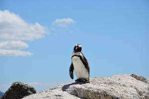 Penguin On A Rock Wallpaper