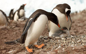 Penguin Parents With Chick Wallpaper