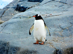 Penguin Standing On Stones In Rocky Environment Wallpaper