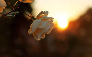 Peony During Sunset Wallpaper