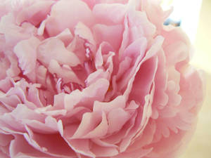 Peony Petals In Pink Wallpaper