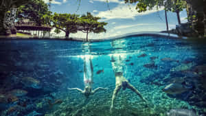 People Swimming In Apia Wallpaper
