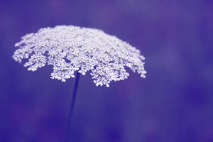 Periwinkle Queen Anne's Lace Wallpaper