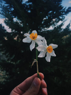 Person Holding Two Daffodils Wallpaper