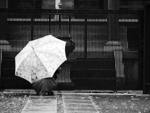 Person In An Umbrella Remembrance Day Wallpaper