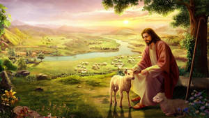 Petting A Lamb Jesus Desktop Wallpaper