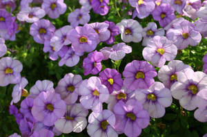 Petunias In Sharp Rays Of Sun Wallpaper