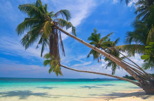 Philippines Palm Tree On The Beach Wallpaper