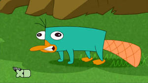 Phineas And Ferb Cute Perry Wallpaper